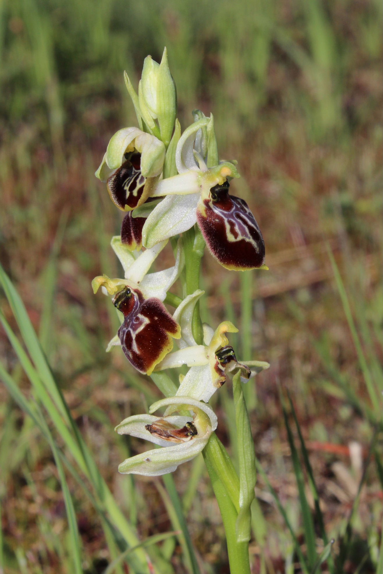 Per Orchidee lungo la piana del fiume Magra (SP)